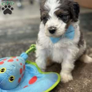 Piglet, Mini Bernedoodle Puppy